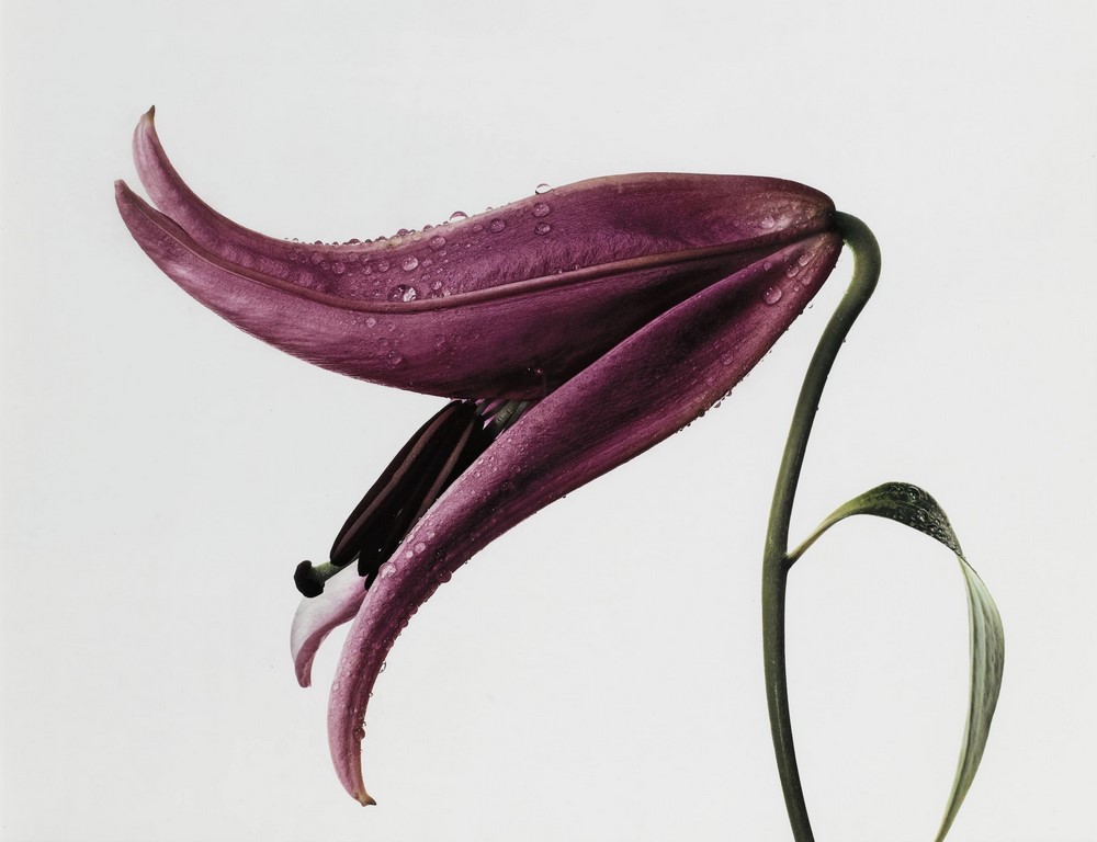 Fotografía flores de Irving Penn. 