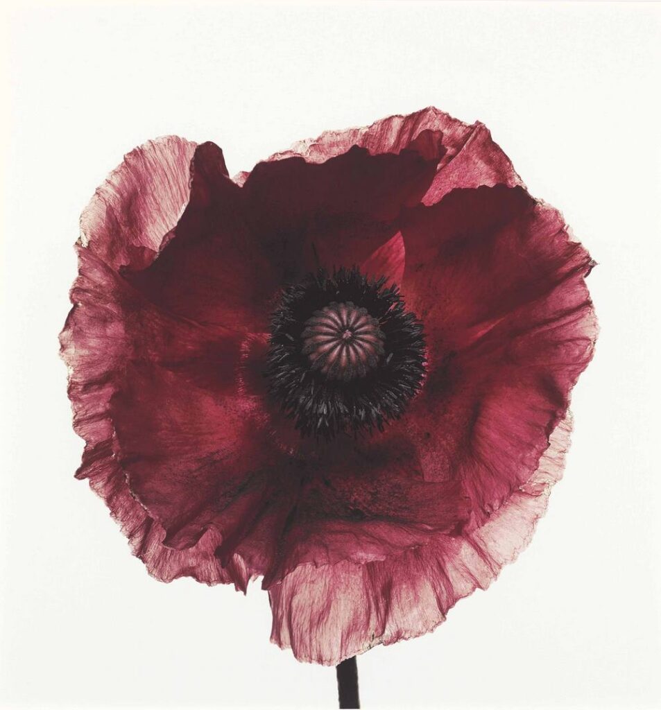 Fotografía flores de Irving Penn. 