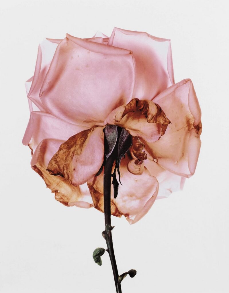 Fotografía flores de Irving Penn. 