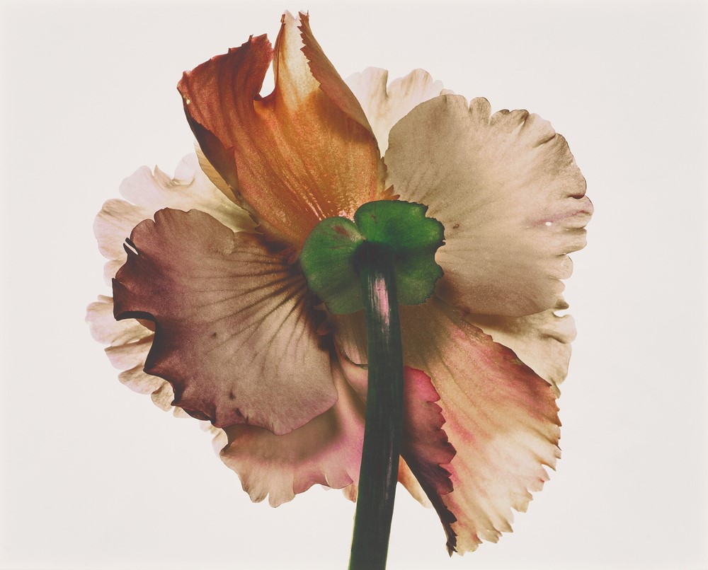 Fotografía flores de Irving Penn. 