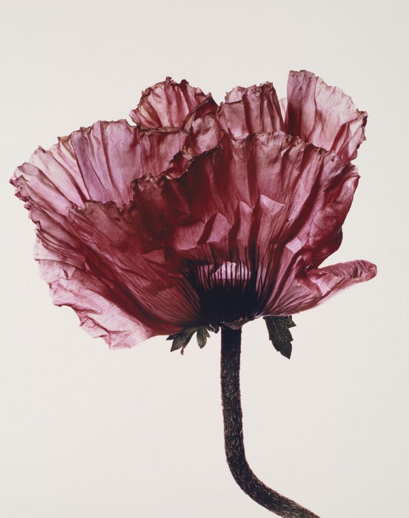 Fotografía flores de Irving Penn. 