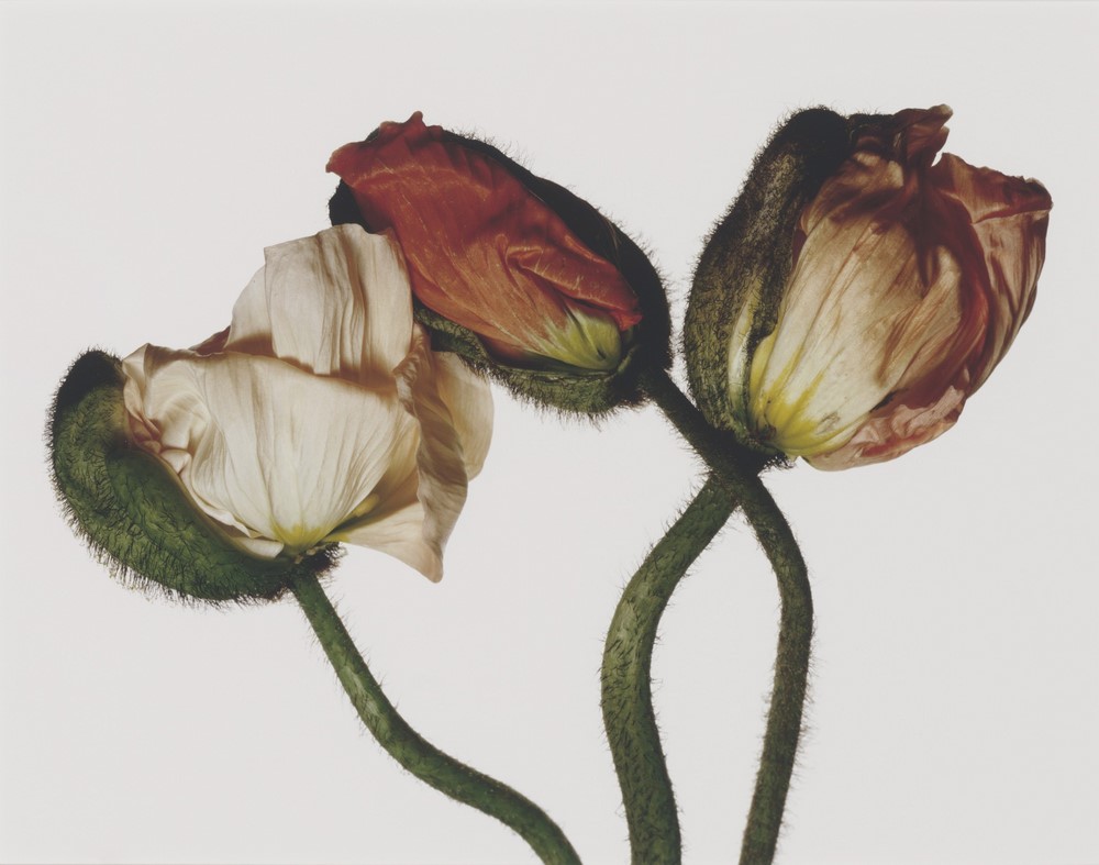 Fotografía flores de Irving Penn. 