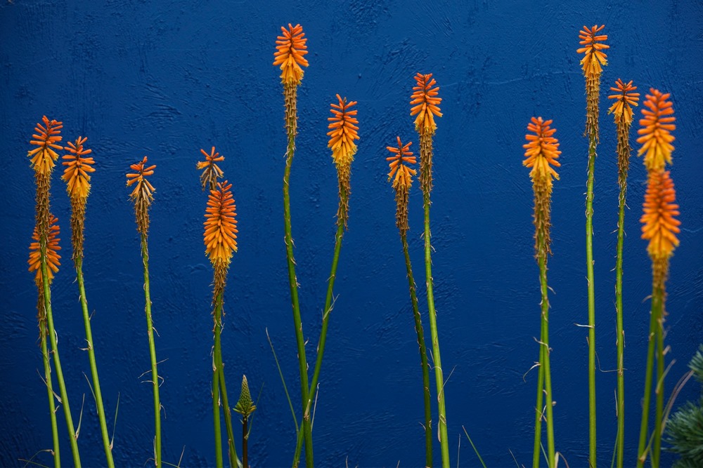 Kniphofia 'Fiery Fred'