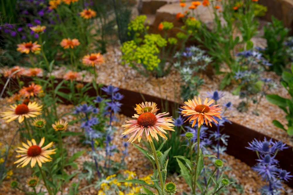 Echinacea 'Big Kahuna'