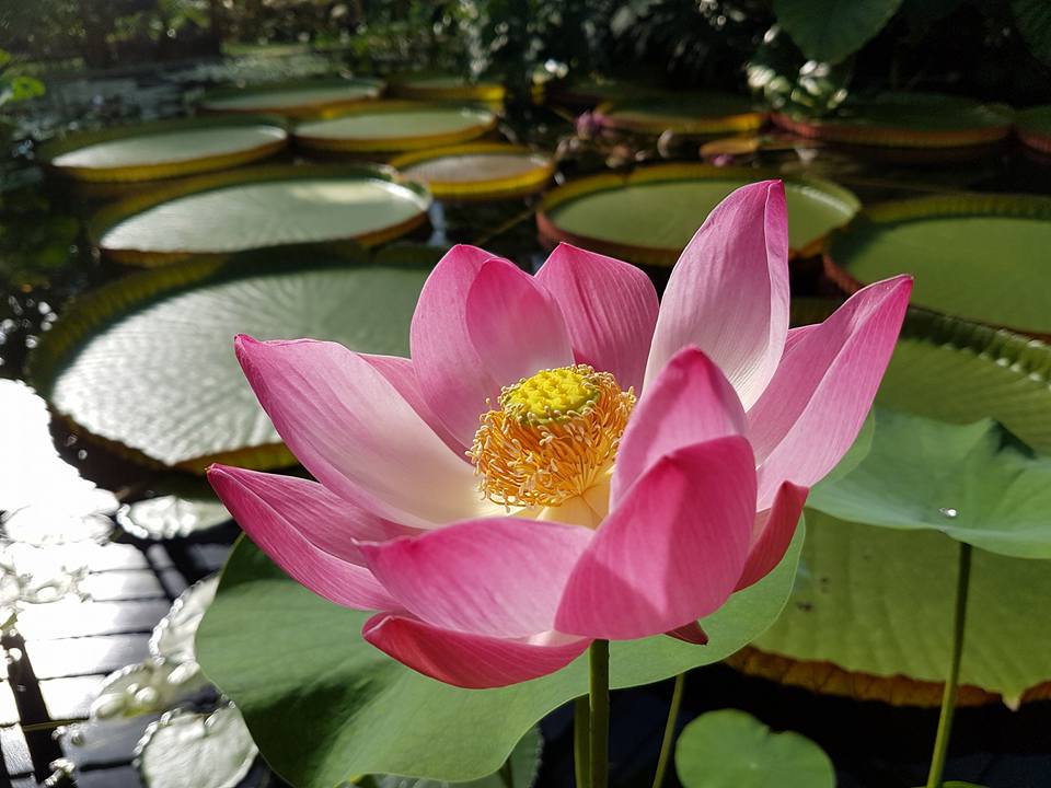 Foto del día. Nelumbo contra Victoria amazonica - EL BLOG DE LA TABLA