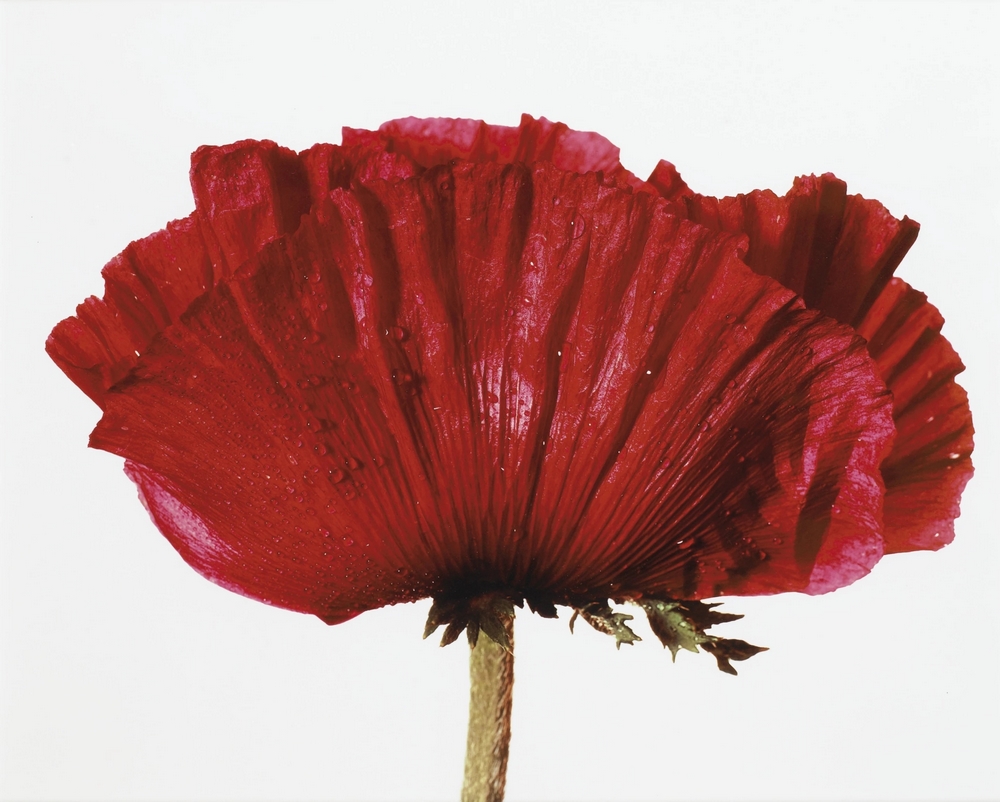 Fotografía flores de Irving Penn. 