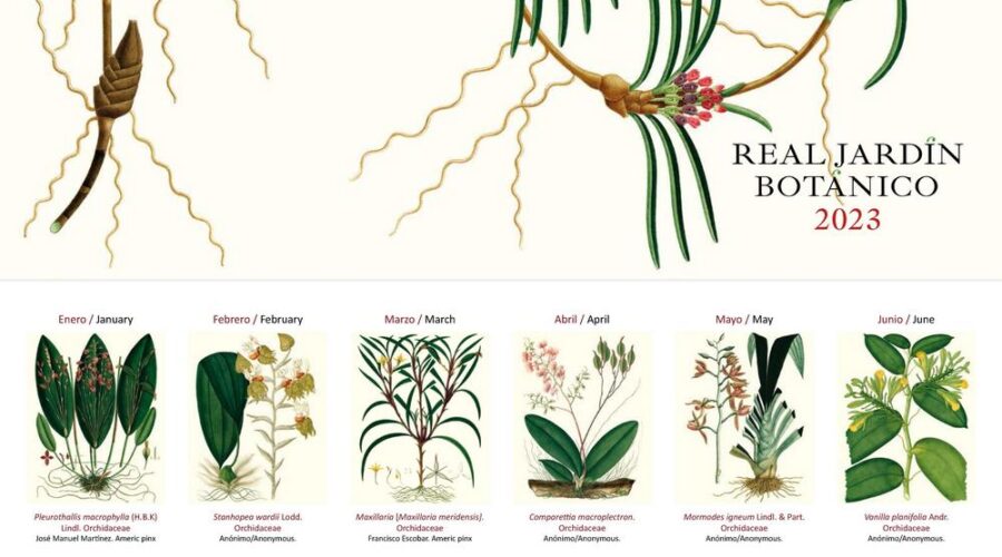 Calendario Real Jardín Botánico (RJB-CSIC) con dibujos de orquídeas de la colección Mutis