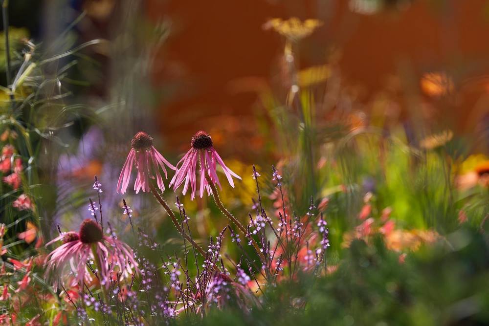 Echinacea simulata