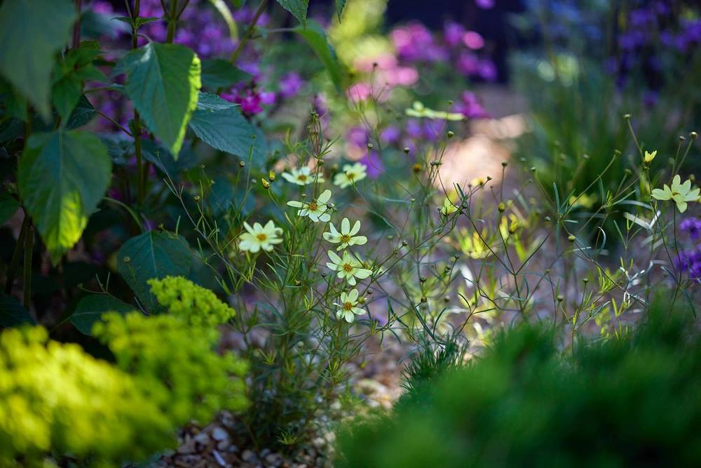 Coreopsis verticillata 'Moonbeam'