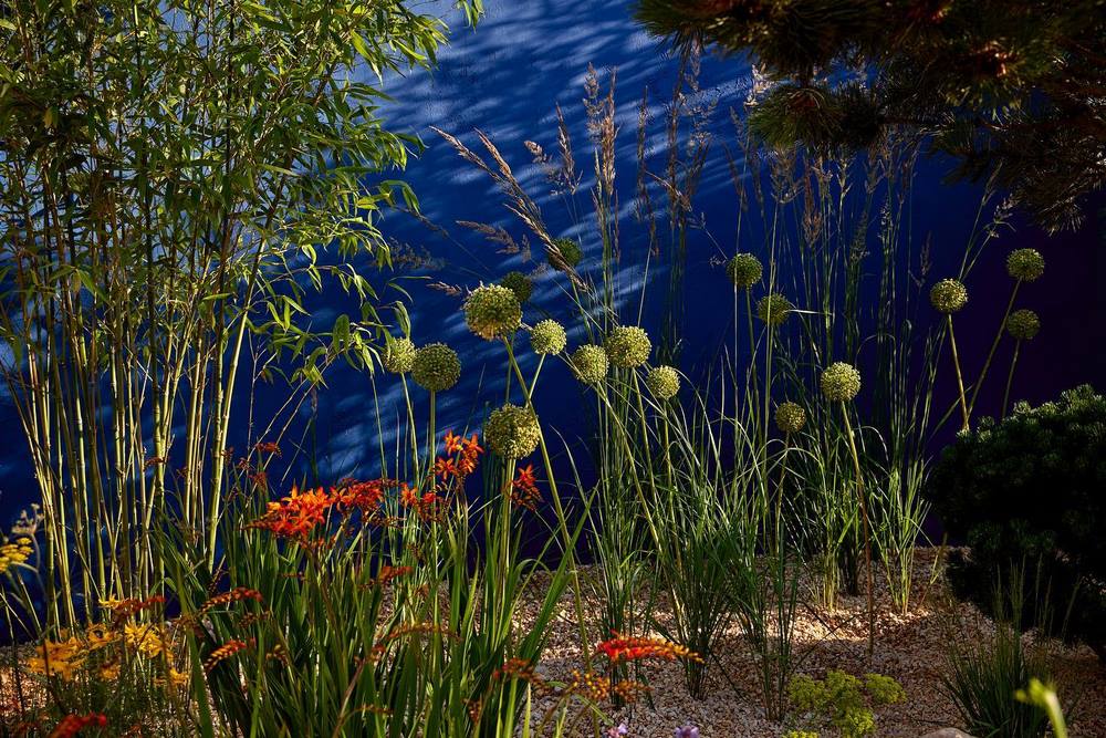 Allium ampeloprasum, Crocosmia Lucifer y Phyllostachys aurea