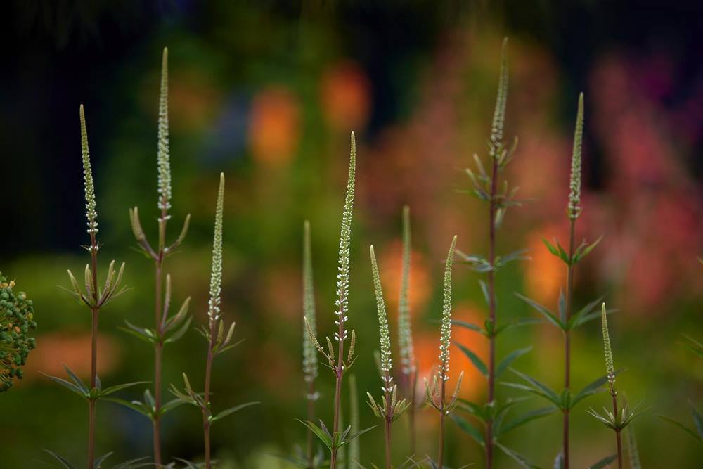 Veronicastrum virginicum 'Diane'