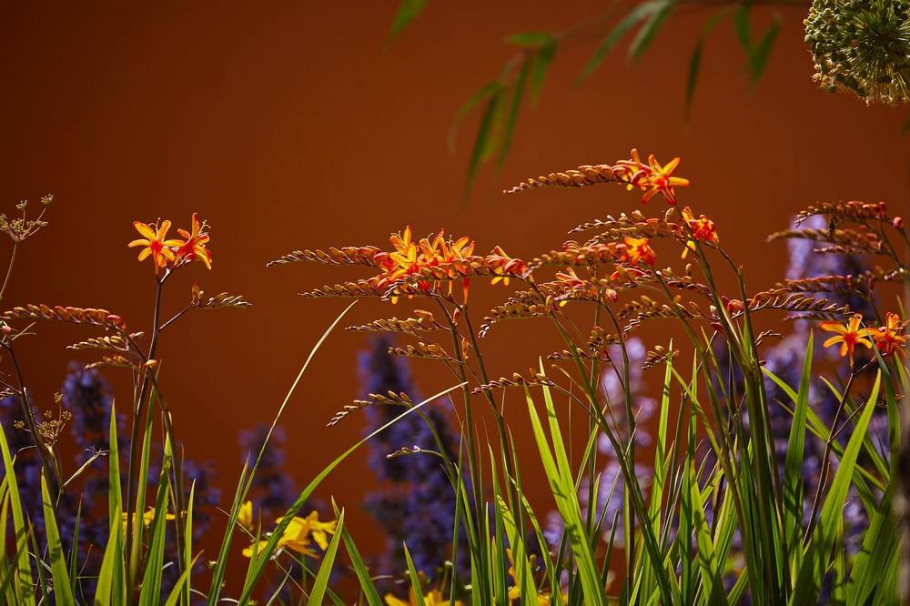 Crocosmia ‘Lucifer’