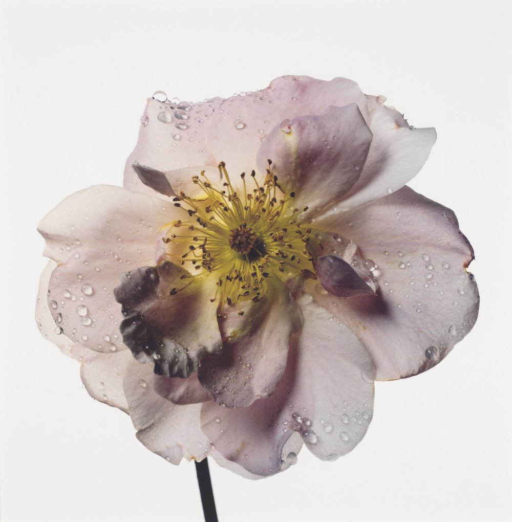 Fotografía flores de Irving Penn. 