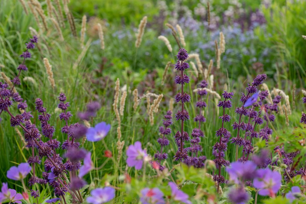 Salvia Purple Rain y Melica ciliata