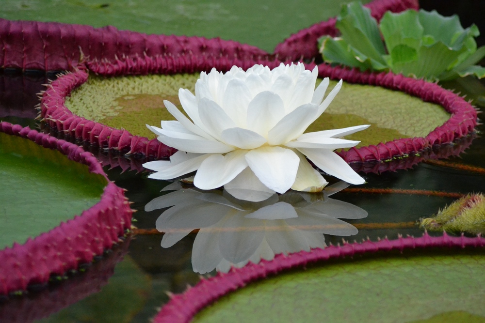 Victoria boliviana flor