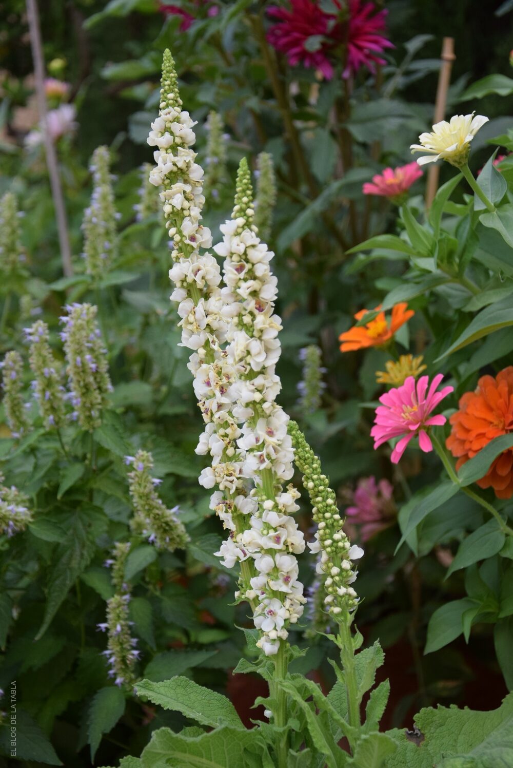 Espigas de flores blancas de gordolobo (Verbascum chaixii 'Album')