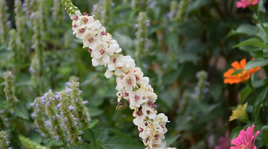 Verbascum chaixii 'Album'