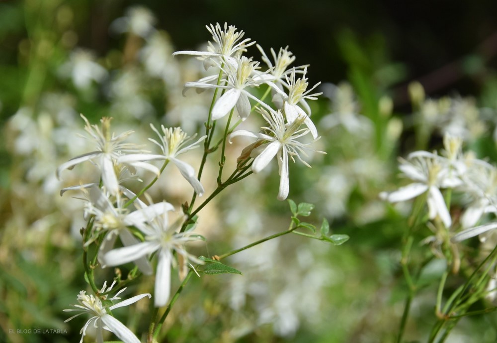 Clematis flammula