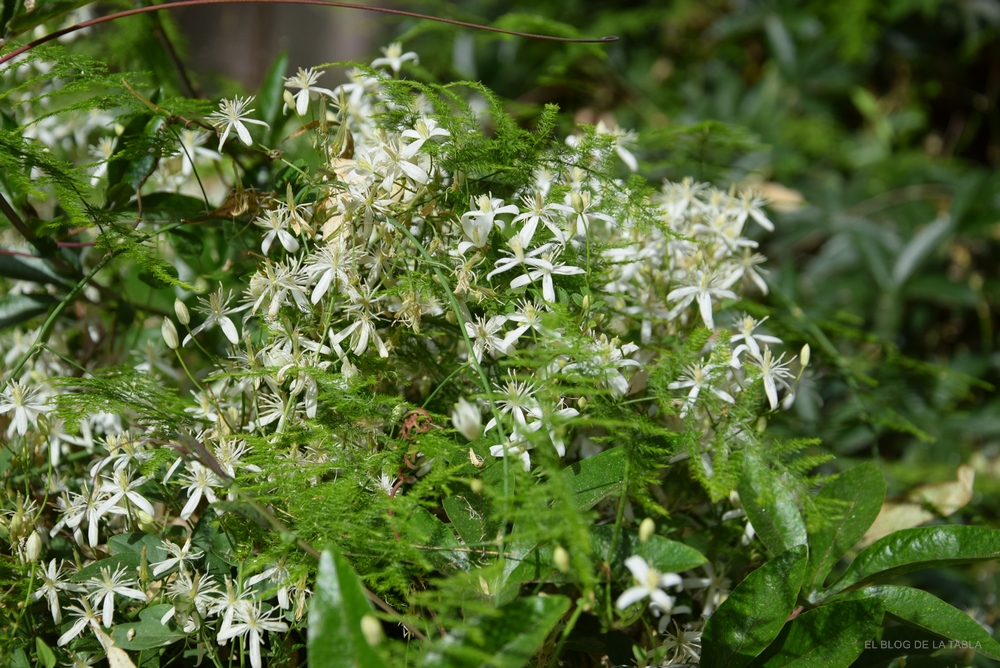 Clematide, Clematis flammula