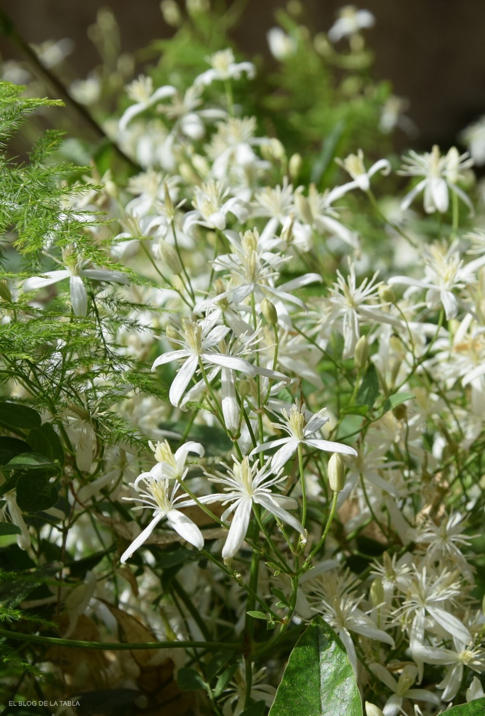 Clematis flammula