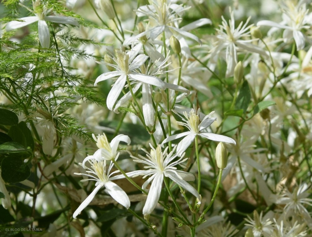 Clematis flammula