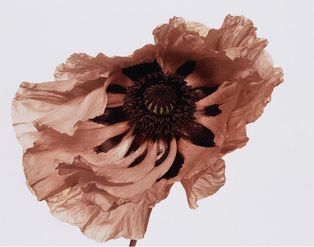 Flowers. Fotografía flores de Irving Penn. 