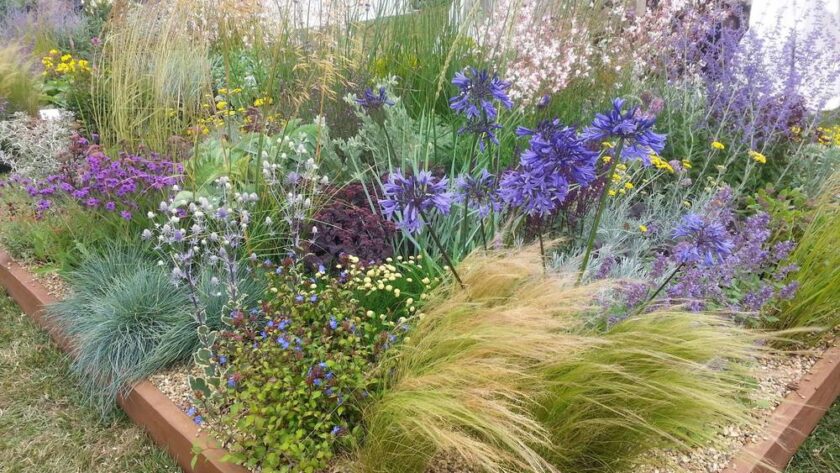 Plantas vivaces tolerantes a la sequía stand Beth Chatto en Hyde Hall Flower Show 2015
