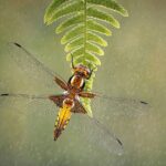 Naturaleza en macro. Fotos de plantas e insectos premiadas en IGPOTY 16 Macro Art