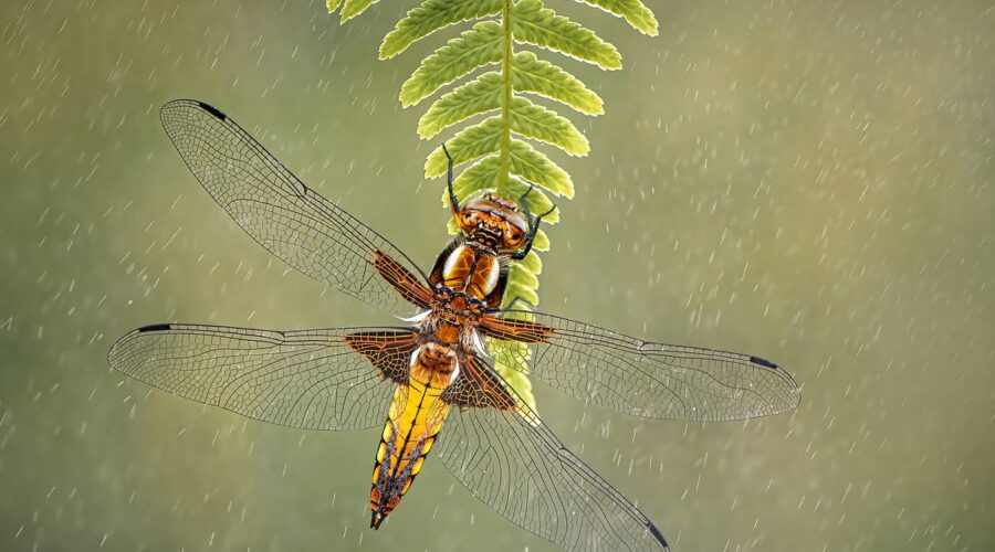 Naturaleza en macro. Fotos de plantas e insectos premiadas en IGPOTY 16 Macro Art