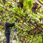 Gill Strudwick, responable de la gran parra de uvas (Great Vine) de Hampton Court Palace cosechando las uvas