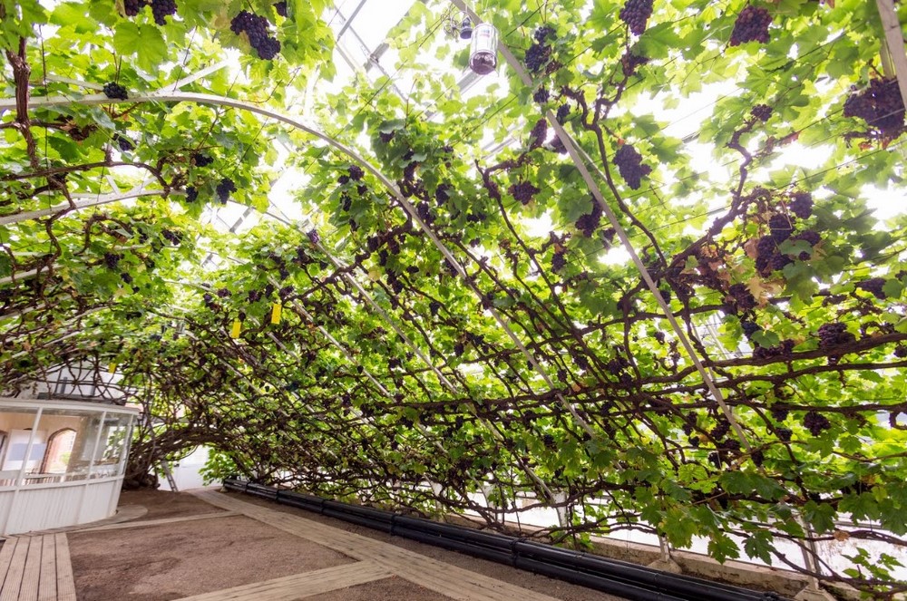 Interior del invernadero de la Gran Parra de uvas de Hampton Court Palace 