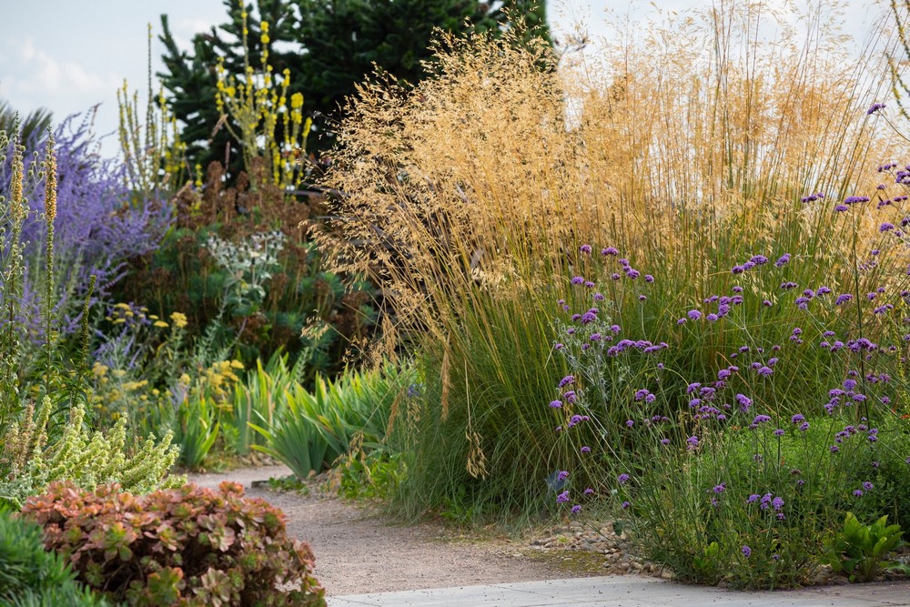 Stipa gigantea ahora Celtica Gigantea, gramínea ornamental, especie ibérica