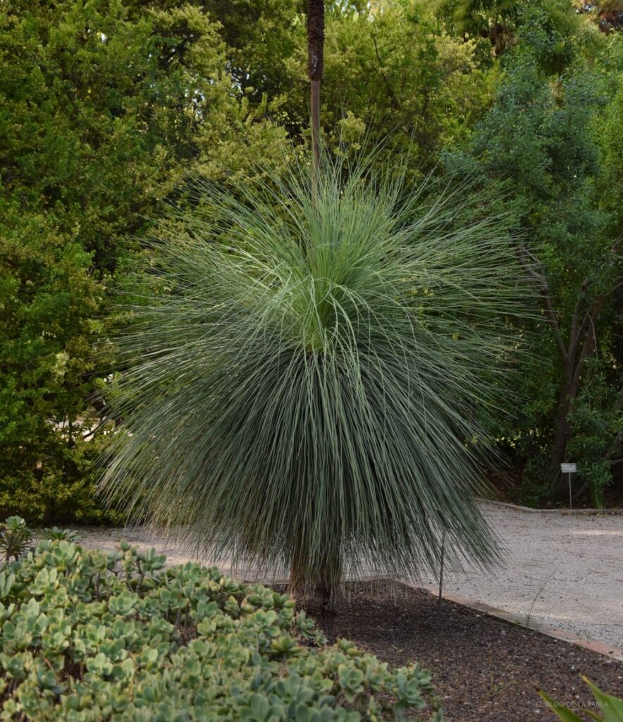 Xanthorrhoea glauca, una icónica planta australiana con interesante porte arquitectónico