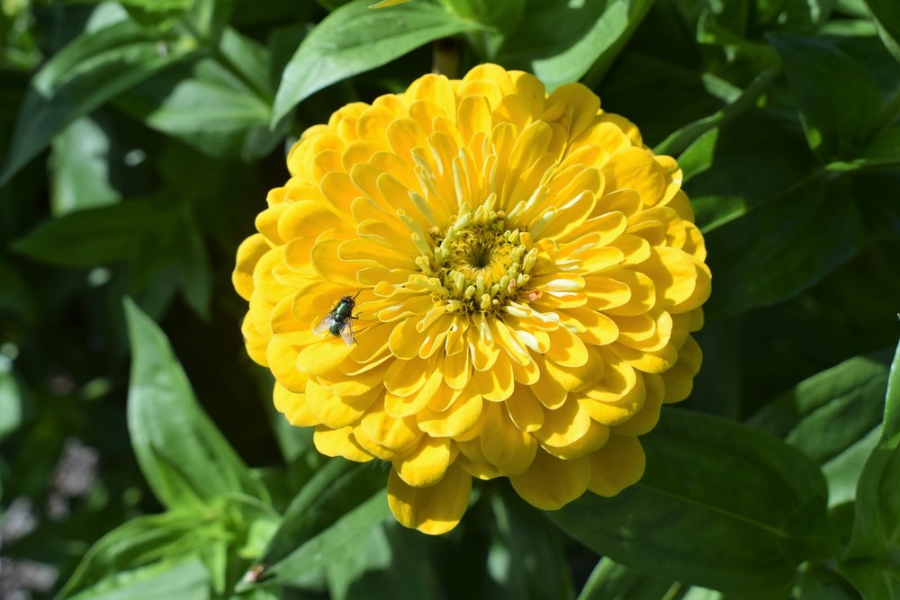 zinnia flor amarillo