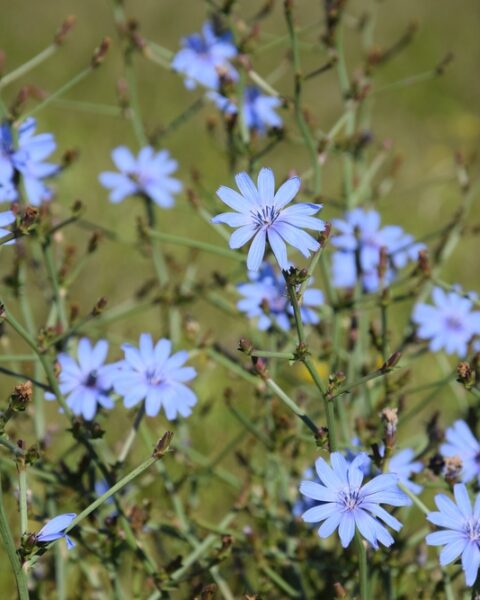 Flor azul de la achicoria (Cichorium intybus)