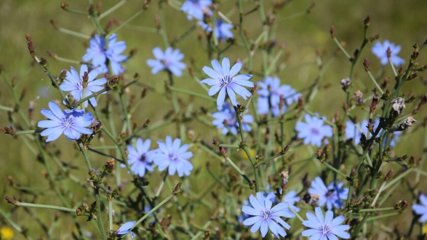Flor azul de la achicoria (Cichorium intybus)