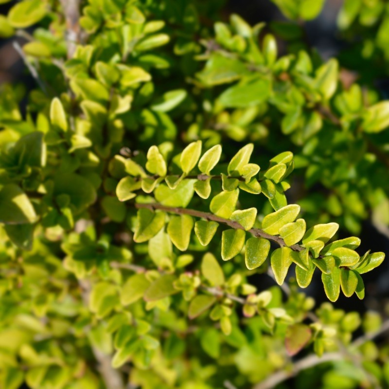 Lonicera nitida 'Maigrun' arbusto alternativa al boj (Buxus spp)