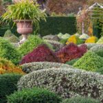 Parterre con diferentes arbustos alternativas al boj (Buxus) recortados en el jardín amurallado de Wisley