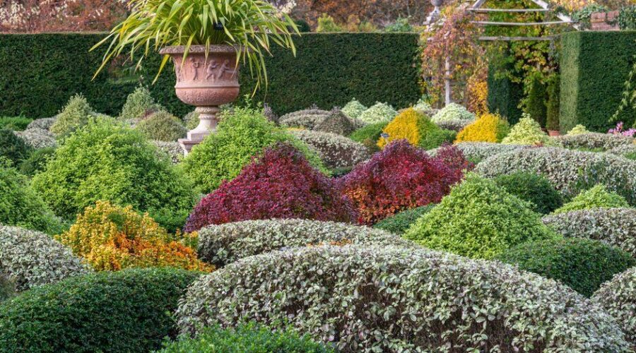 Parterre con diferentes arbustos alternativas al boj (Buxus) recortados en el jardín amurallado de Wisley