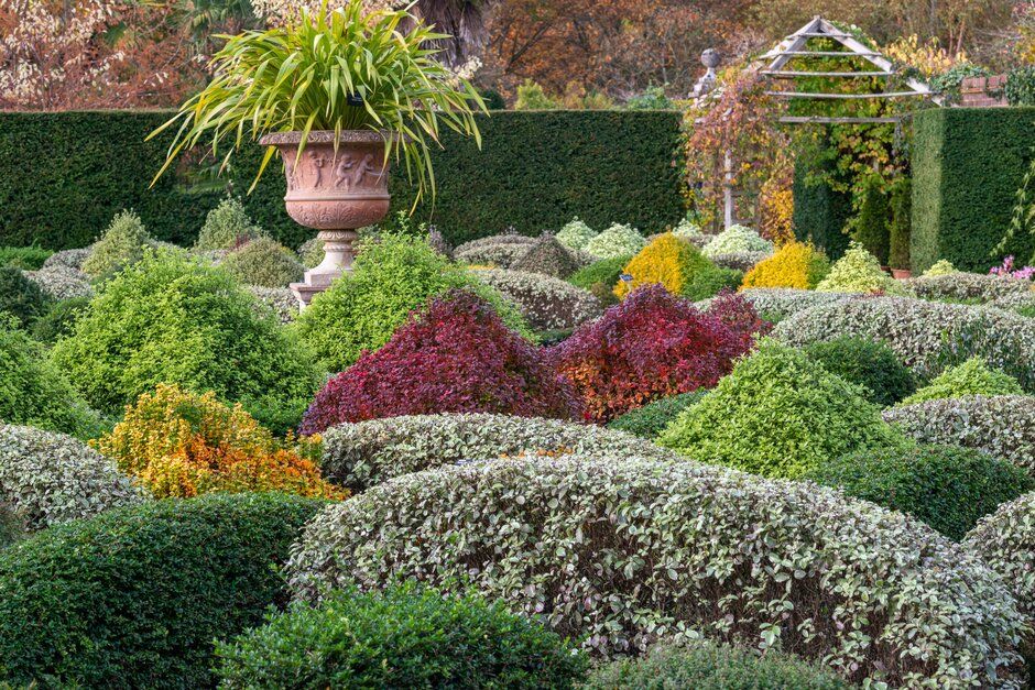 Parterres y topiaria con plantas alternativas al boj en el jardín amurallado de RHS Garden Wisley