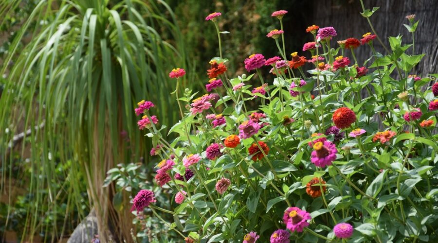 Zinnia, una de las plantas anuales más fáciles de cultivar