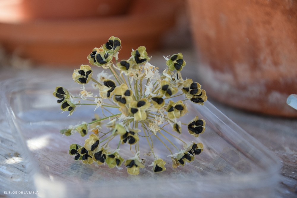 Allium tuberosum (cebollino chino) Cabezas de semillas de  en octubre