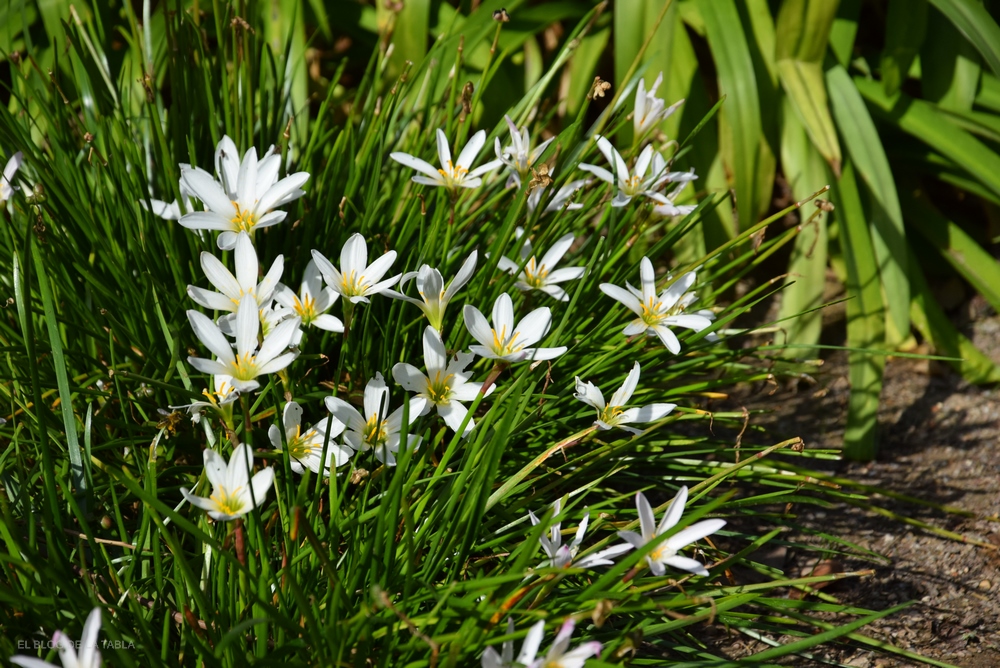 Azucena de río (Zephyranthes candida)