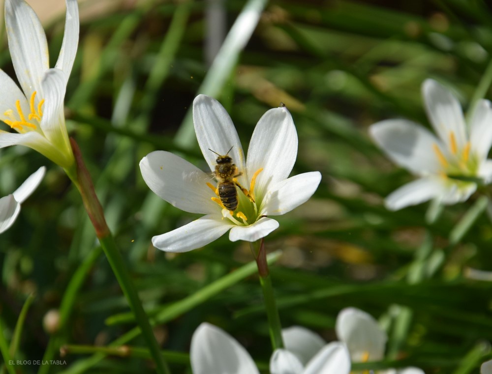 Abeja pecoreando en una flor blanca de Azucena de río (Zephyranthes candida)