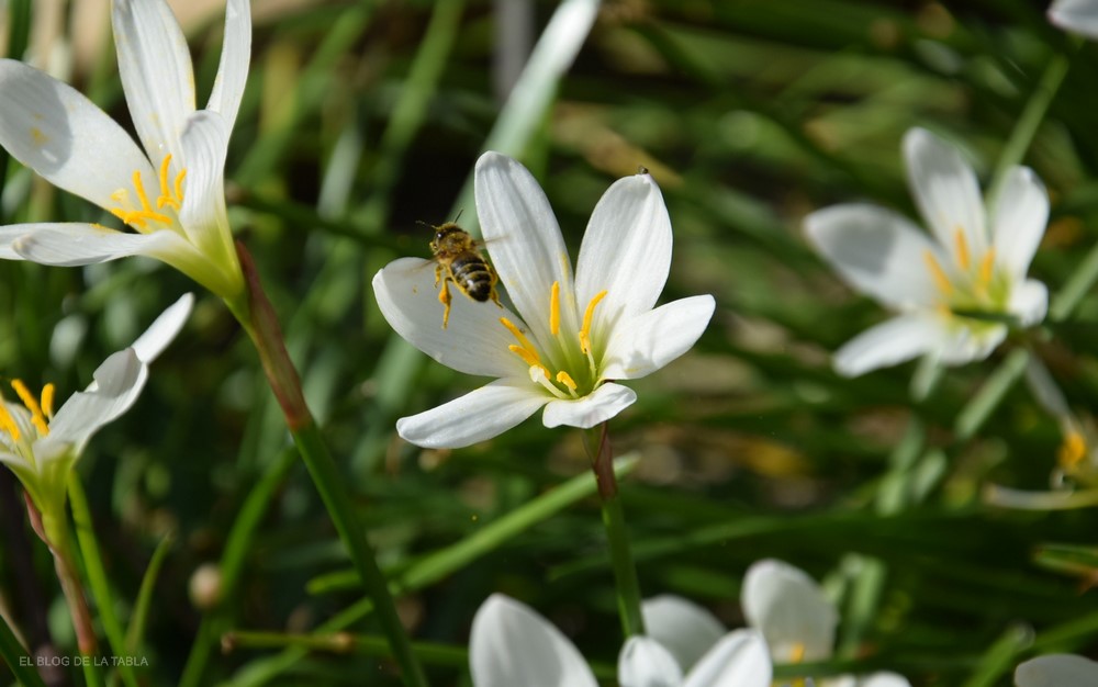 Abeja y flor de Azucena de río (Zephyranthes candida)