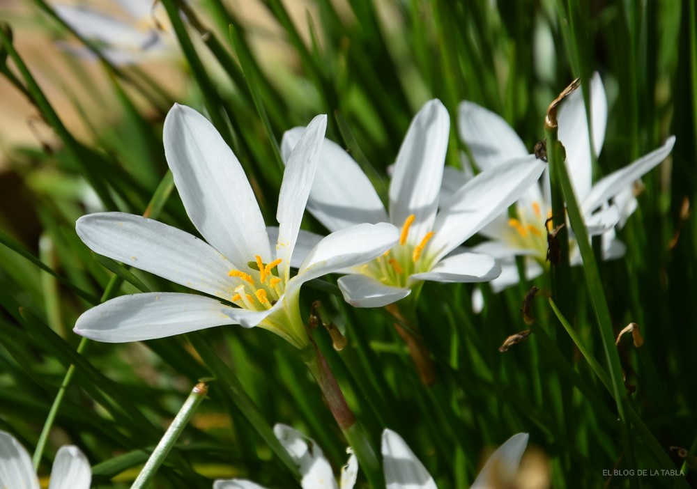 Flores blancas de Azucena de río (Zephyranthes candida)