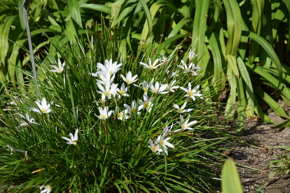 Azucena de río (Zephyranthes candida)