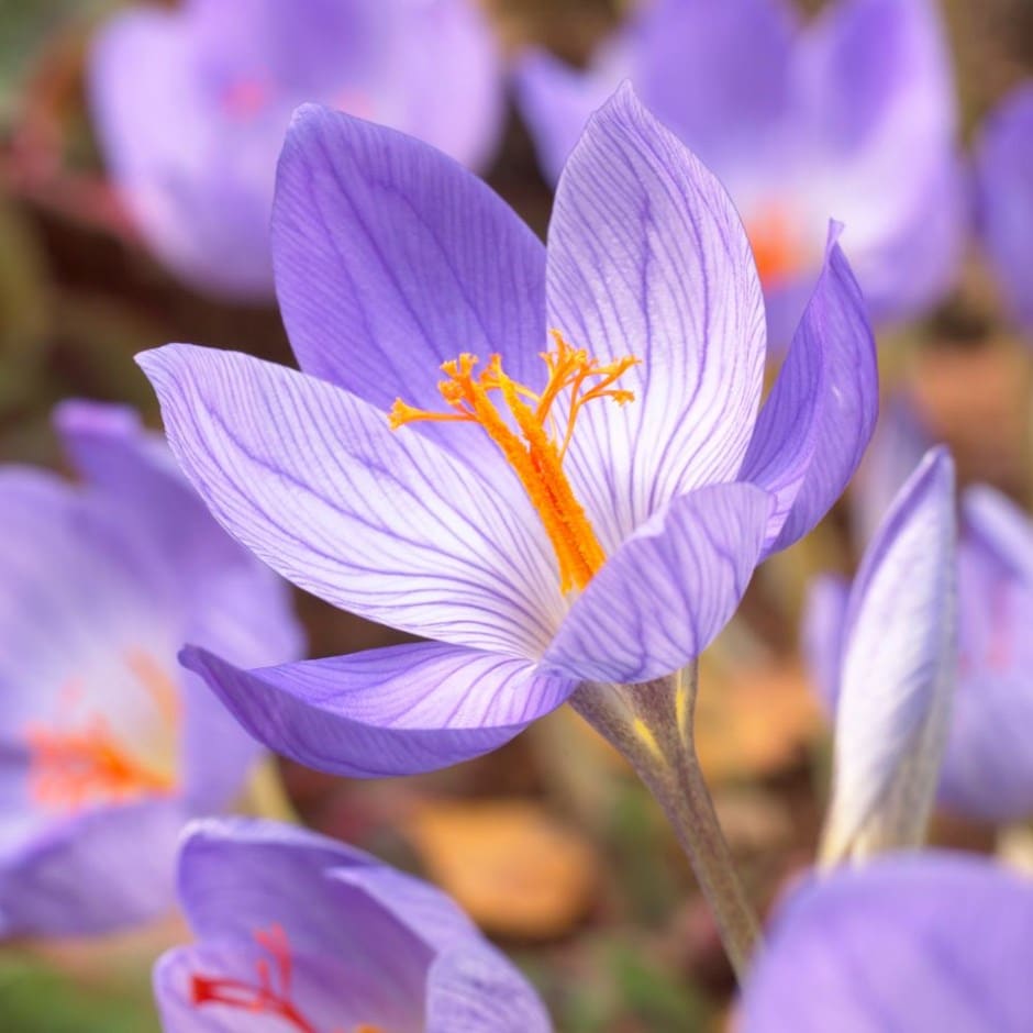 Flor de Crocus speciosus 