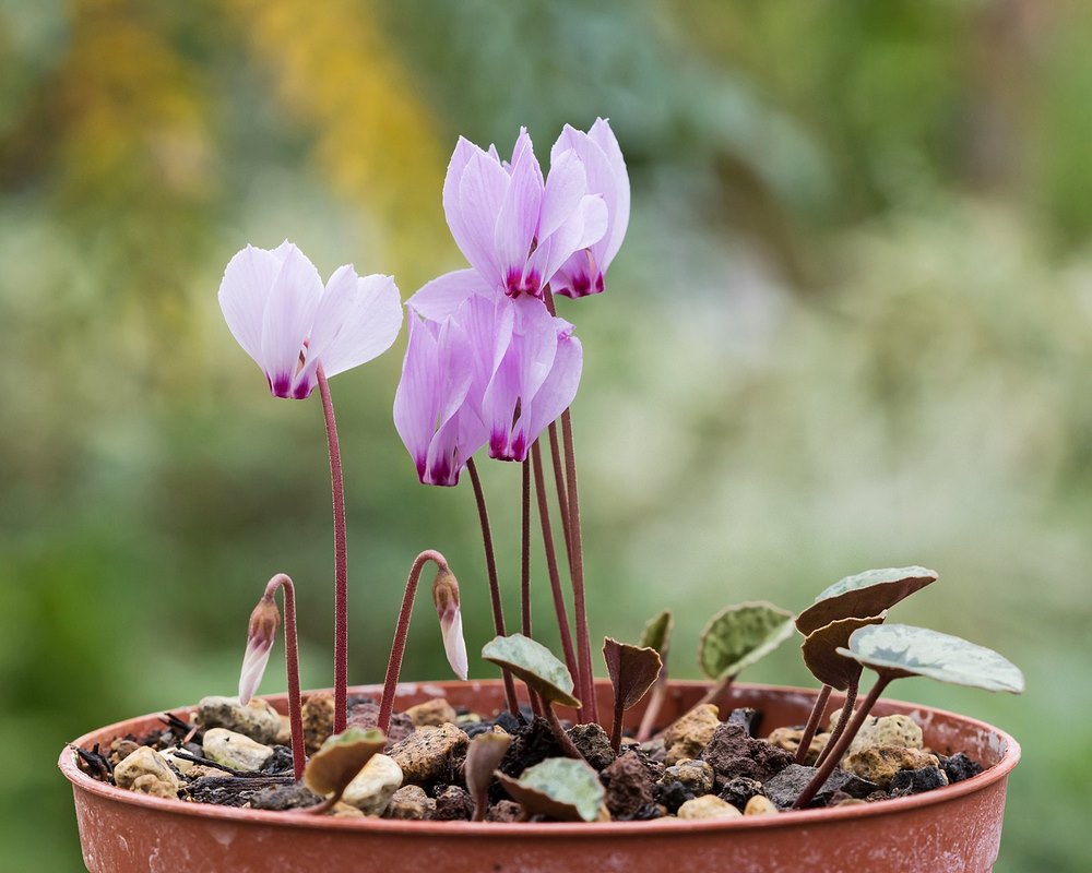 8 especies botánicas de Cyclamen para el jardín - EL BLOG DE LA TABLA