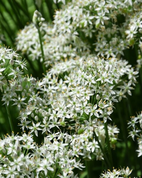 Allium tuberosum (cebollino chino)